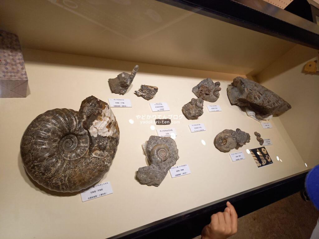 ネオパークオキナワのアンモナイト化石展