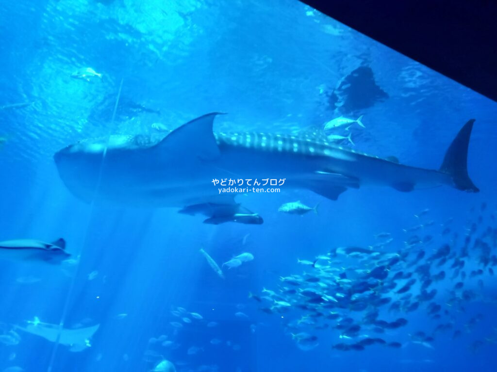 美ら海水族館のジンベエザメ