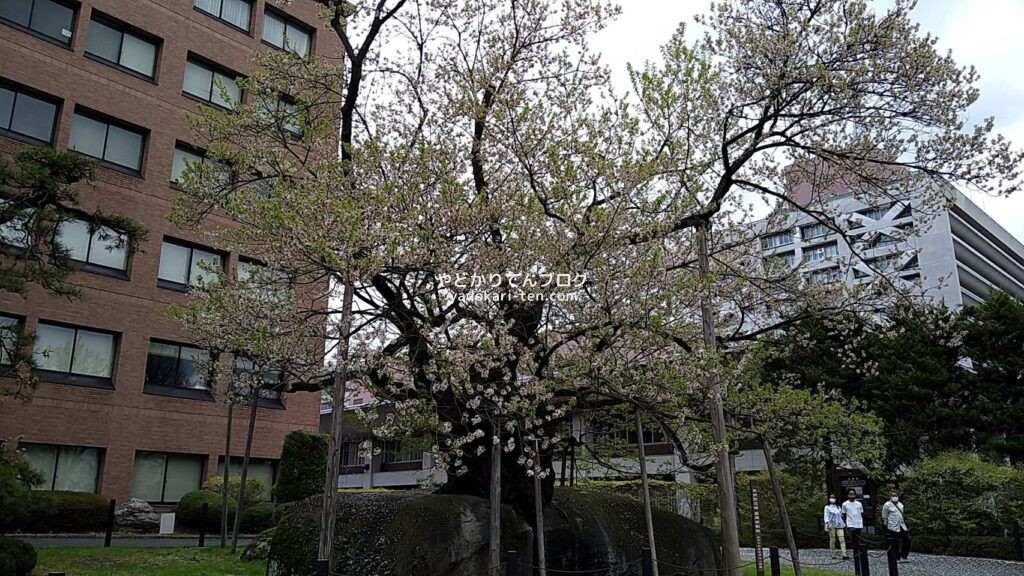 岩手県盛岡市の石割桜