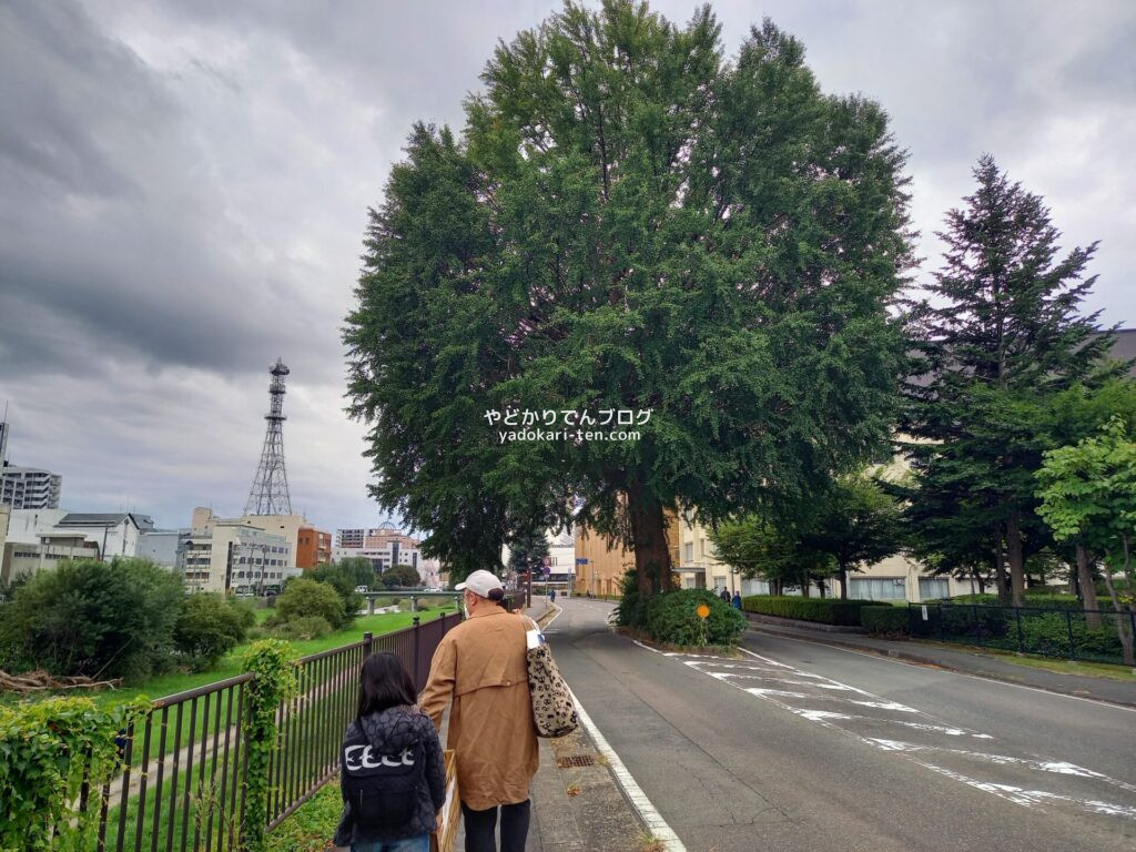 中津川沿いの銀杏の木