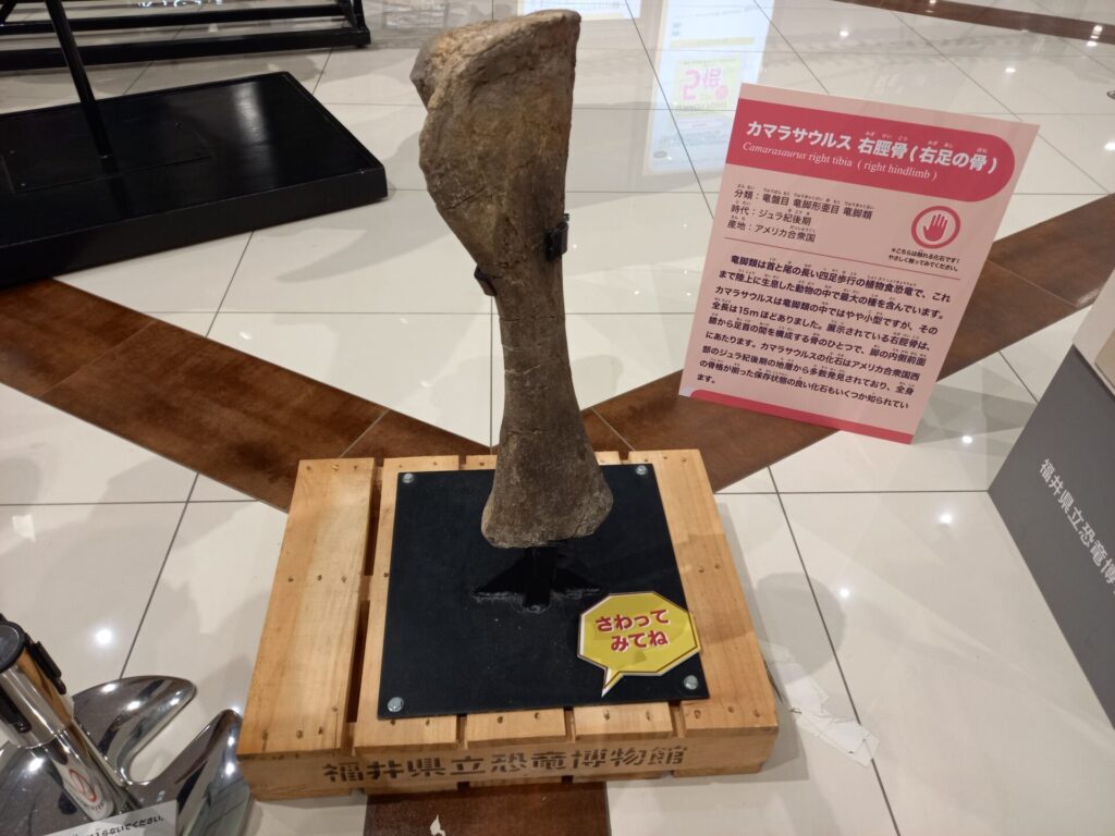 触れるカマラサウルスの脛骨(実物)