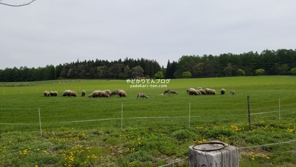 小岩井農場まきば園の羊牧場