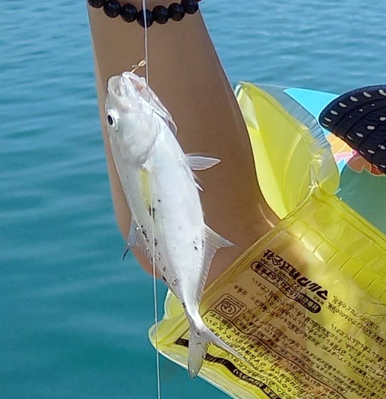 石垣島で初めての釣りの釣果