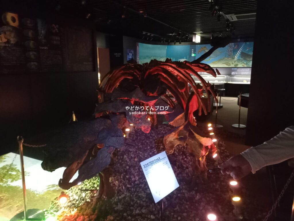 奥出雲多根自然博物館でライトアップされた恐竜骨格