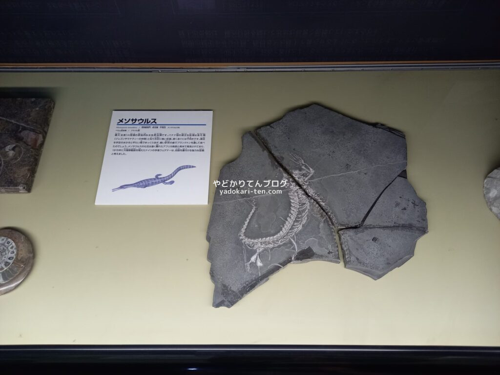 奥出雲多根自然博物館ナイトミュージアムで見た石板化石