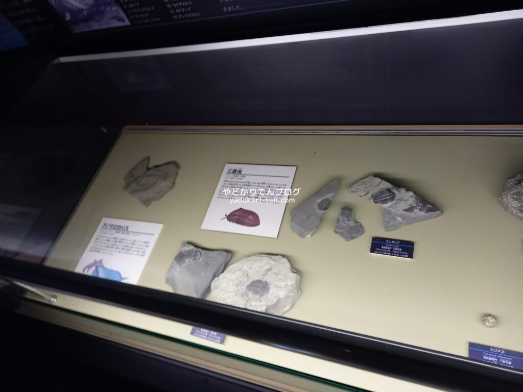 奥出雲多根自然博物館ナイトミュージアムの三葉虫化石