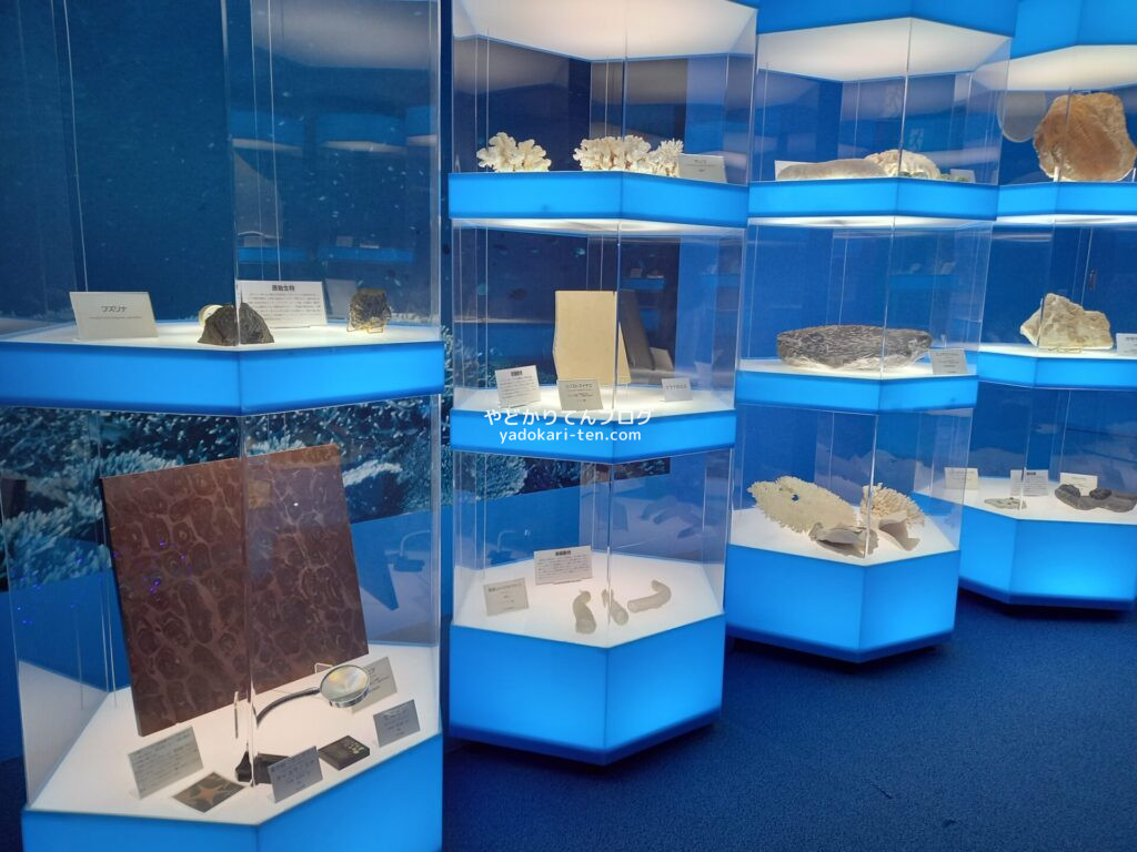 奥出雲多根自然博物館ナイトミュージアムの貝殻展示