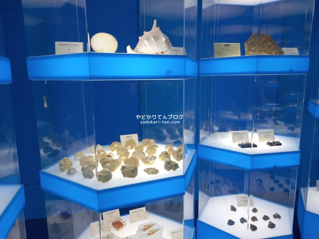 奥出雲多根自然博物館ナイトミュージアムの貝殻の展示