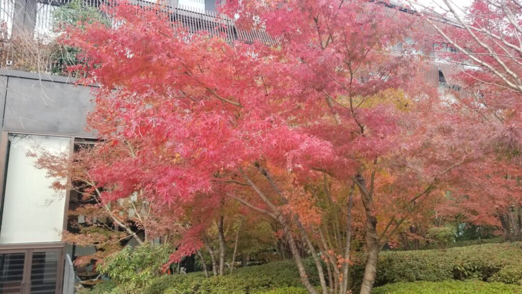 エースホテル京都で紅葉散歩